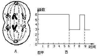 細胞分裂圖像與坐標圖綜合分析
