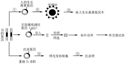 基因工程與動物細胞培養在轉基因牛培育中的應用