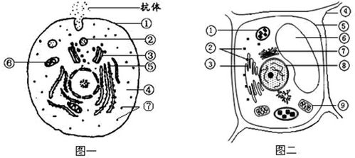 白細胞吞噬細菌的過程 免疫防御中的細胞戰斗