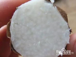 山藥與淮山 辨其形，析其效，觀其現代科研應用